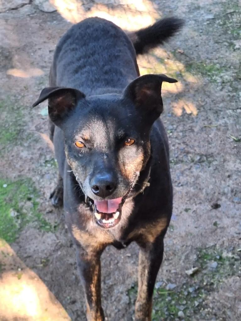 Mike, cachorro de porte médio para adoção em Marília - SP