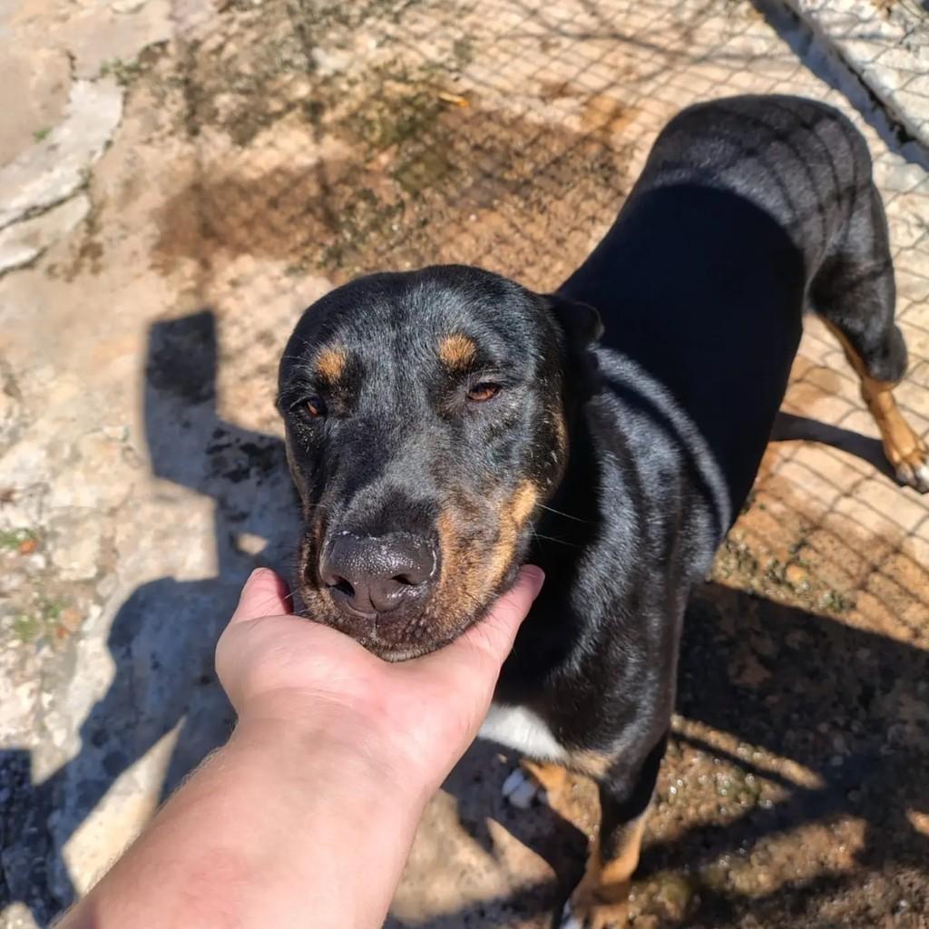 Chris, cachorro de porte pequeno para adoção em Marília - SP