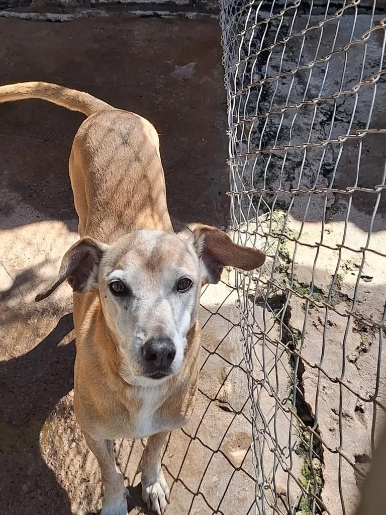 Mel, cachorro de porte pequeno para adoção em Marília - SP