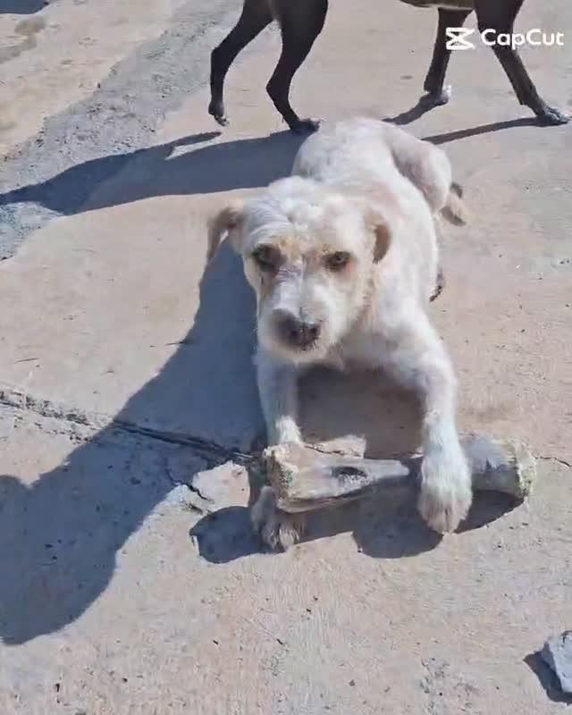 Olímpio, cachorro de porte médio para adoção em Marília - SP