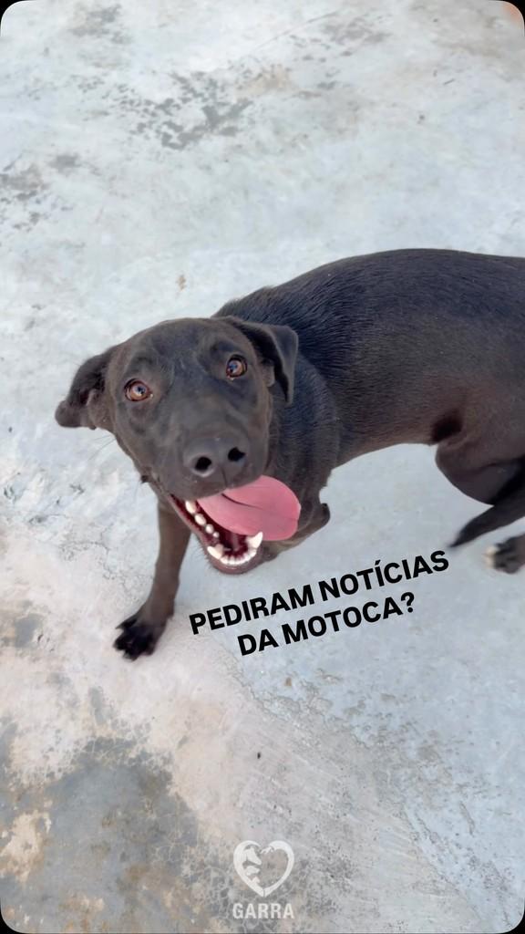 Motoca, cadela de porte médio para adoção em Rio de Janeiro - RJ