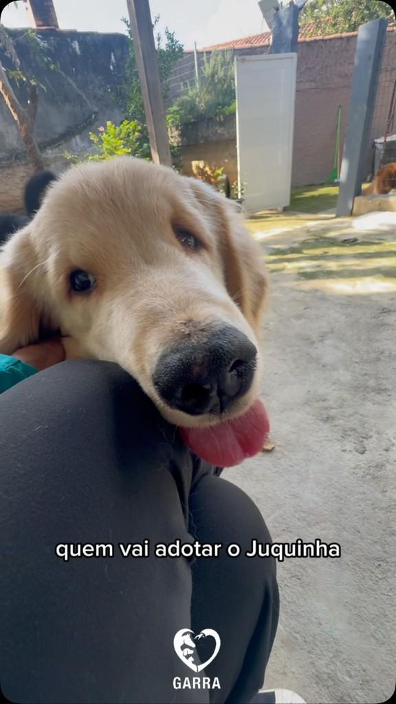 Juquinha, cachorro de porte grande para adoção em Rio de Janeiro - RJ
