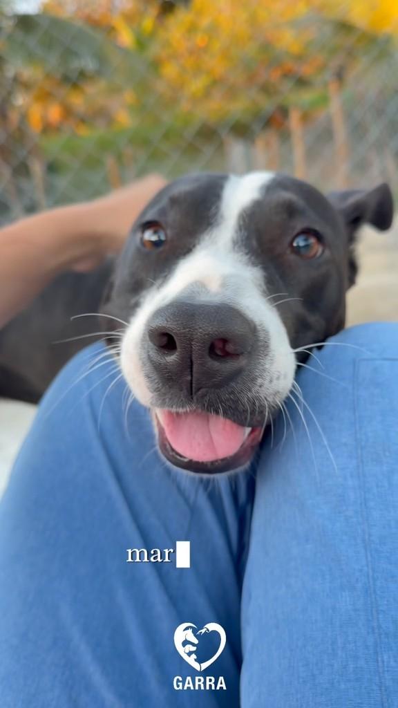 Sury, cachorro de porte médio para adoção em Rio de Janeiro - RJ