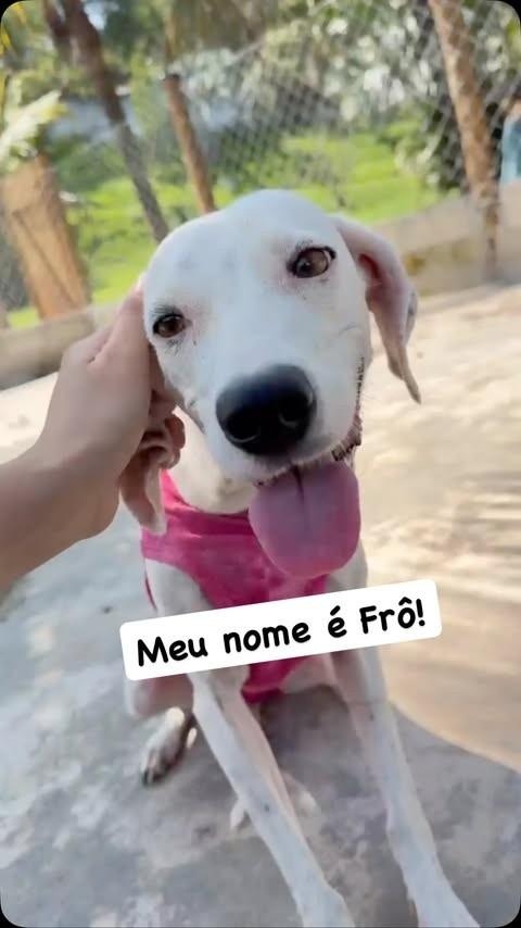 Frô, cadela de porte médio para adoção em Rio de Janeiro - RJ