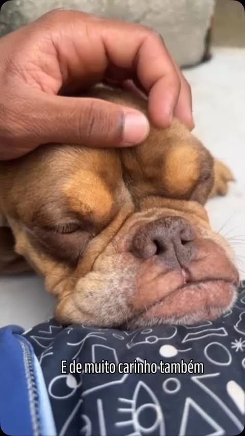 Liana, cadela de porte médio para adoção em Rio de Janeiro - RJ