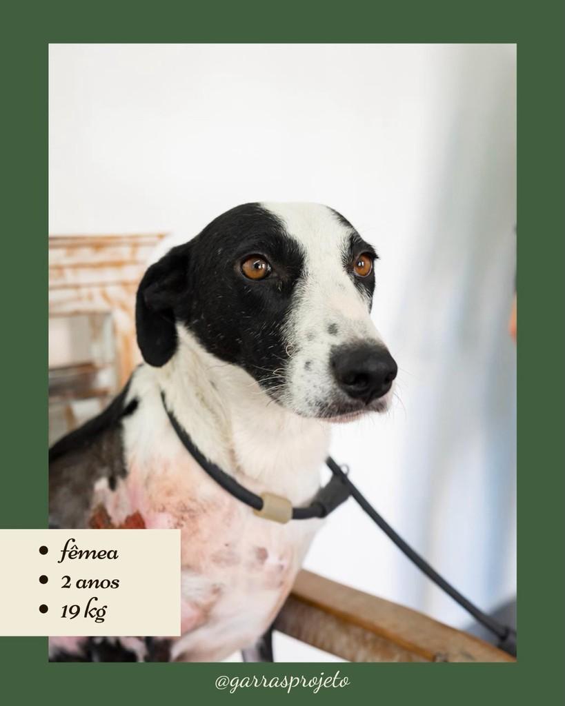 Layla, cadela de porte médio para adoção em São Paulo - SP