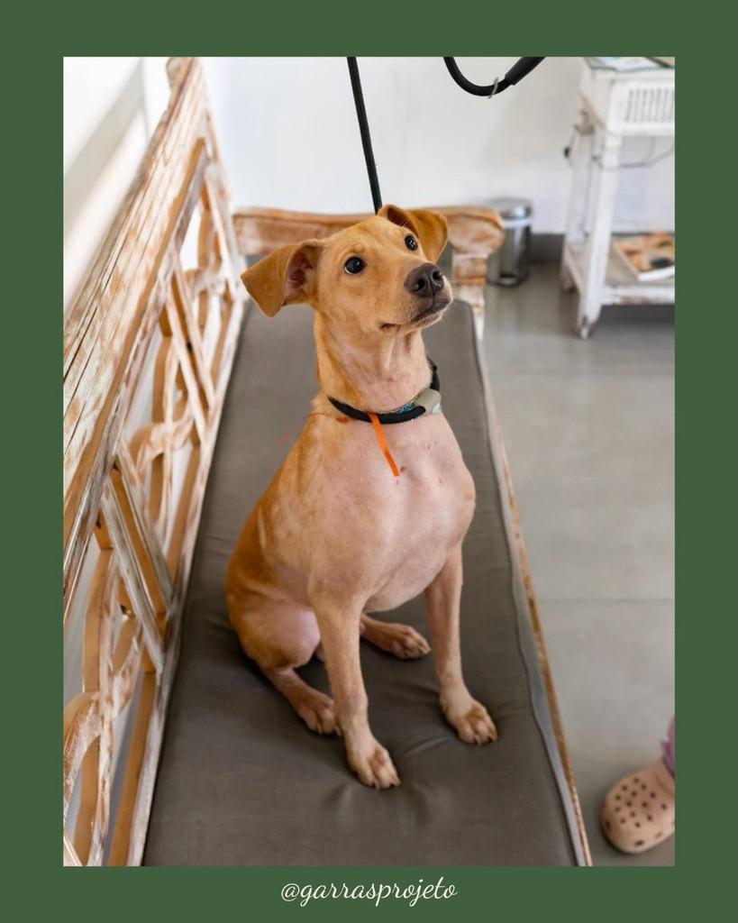 Dom, cachorro de porte pequeno para adoção em São Paulo - SP