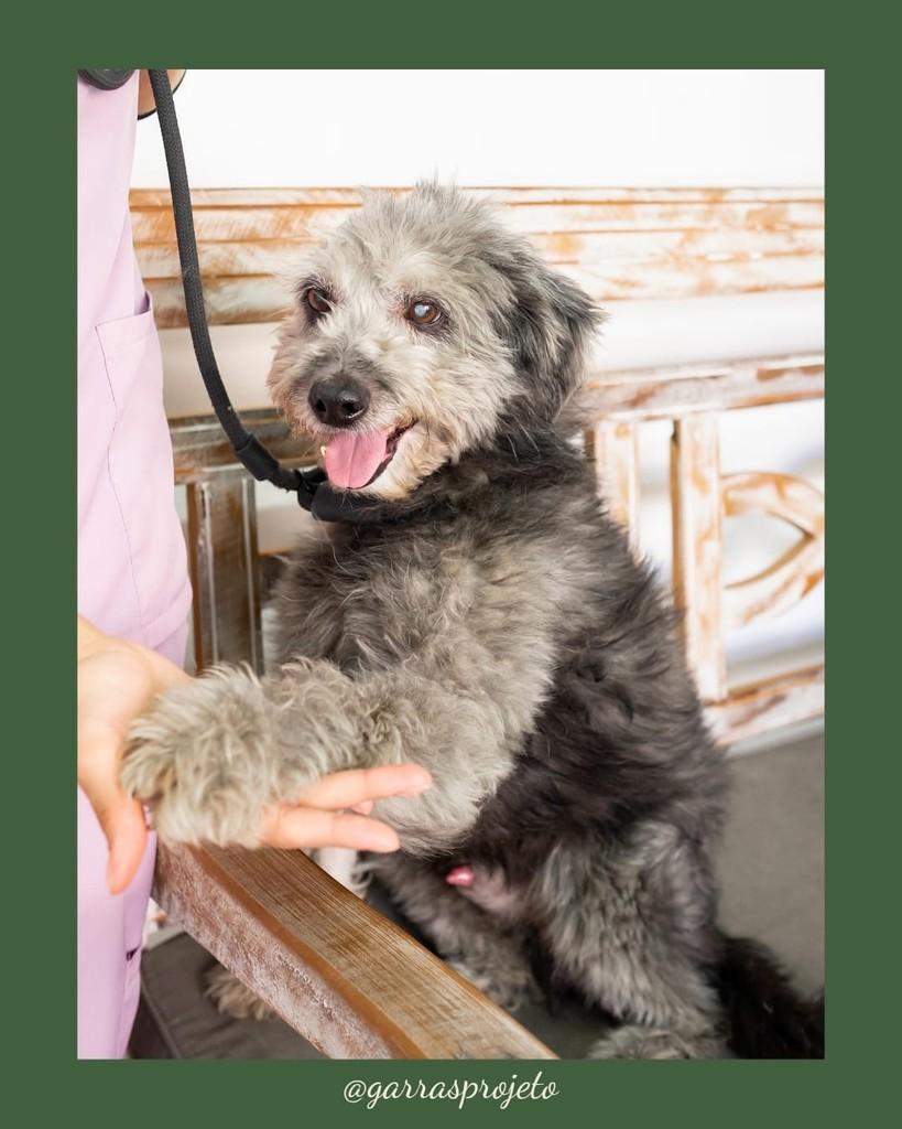 Pippo, cachorro de porte pequeno para adoção em São Paulo - SP