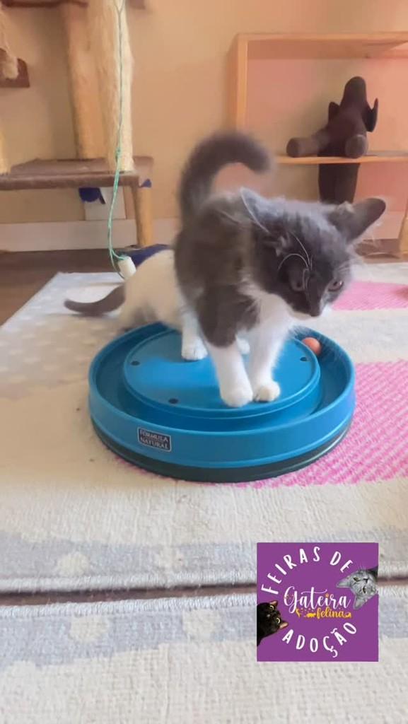 Fofuras, gato de porte pequeno para adoção em Brasília - DF