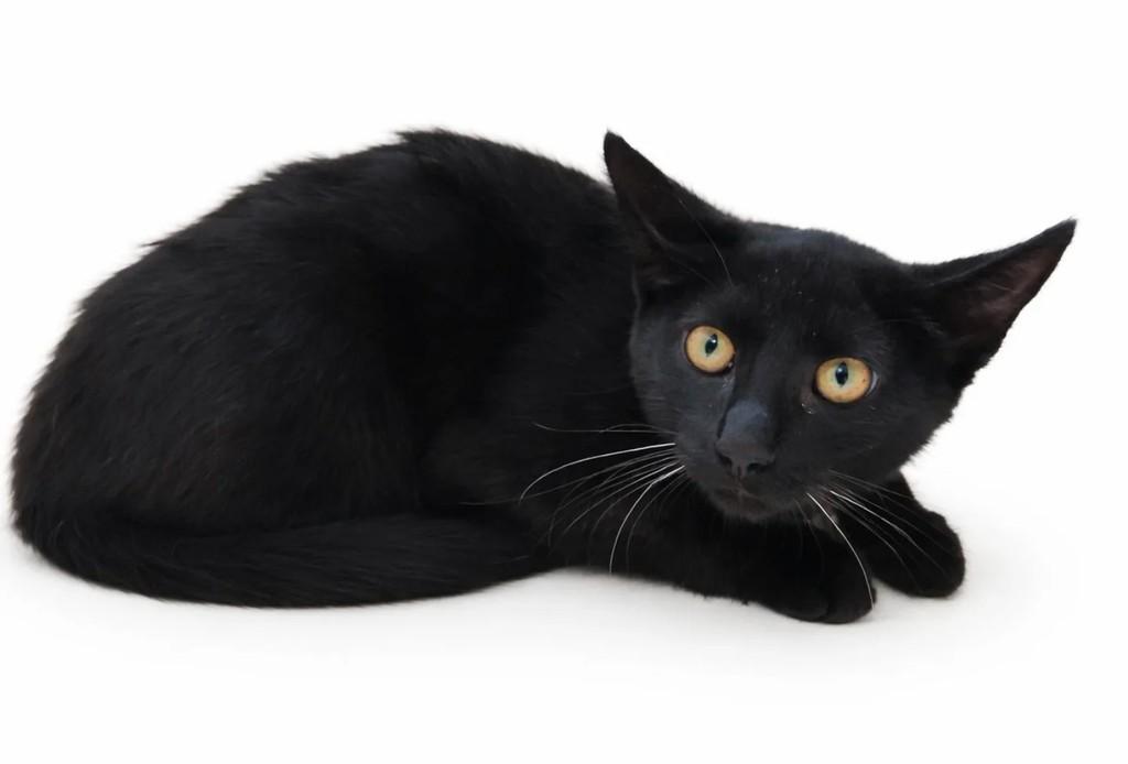 Ozzy, gato de porte pequeno para adoção em Jaguariúna - SP