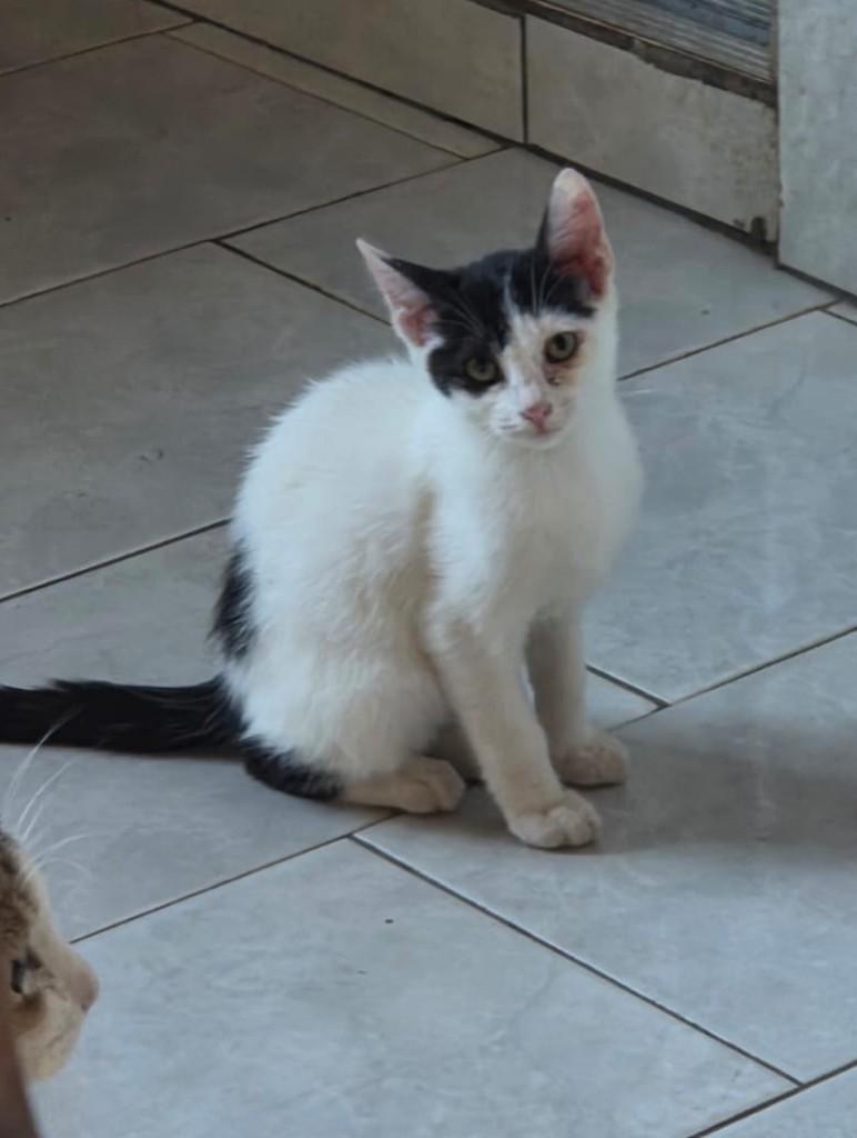 Dominike, gata de porte pequeno para adoção em Mirandópolis - SP