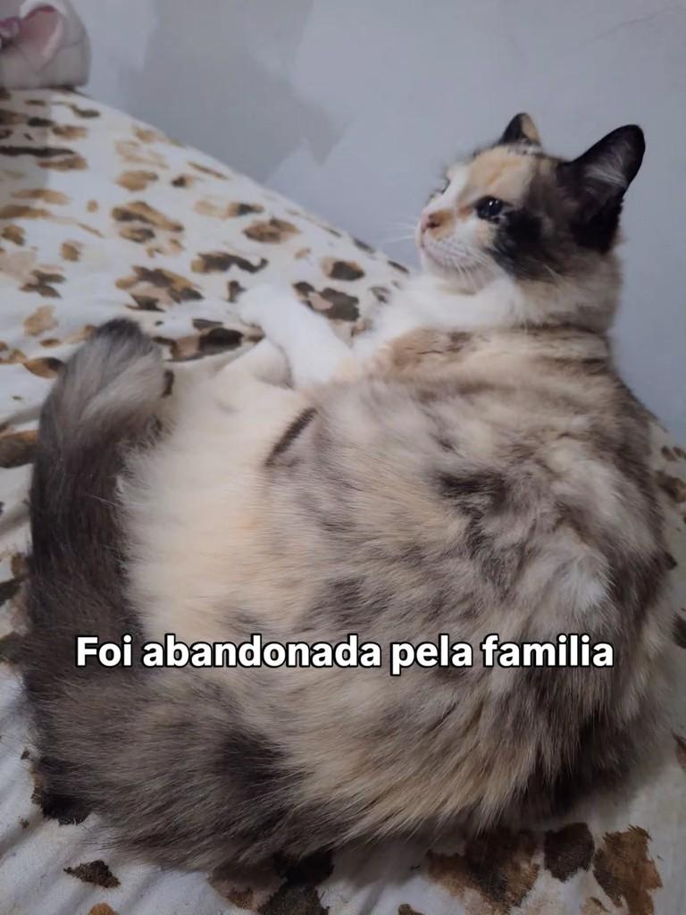 Mia, gata de porte médio para adoção em Guarulhos - SP