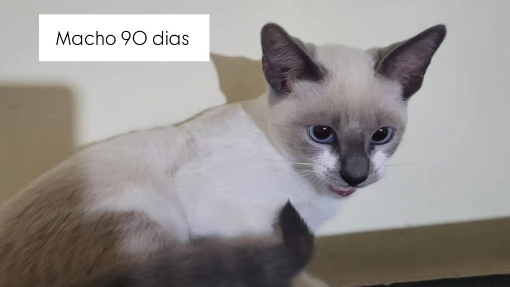 He, gato de porte pequeno para adoção em Mirandópolis - SP