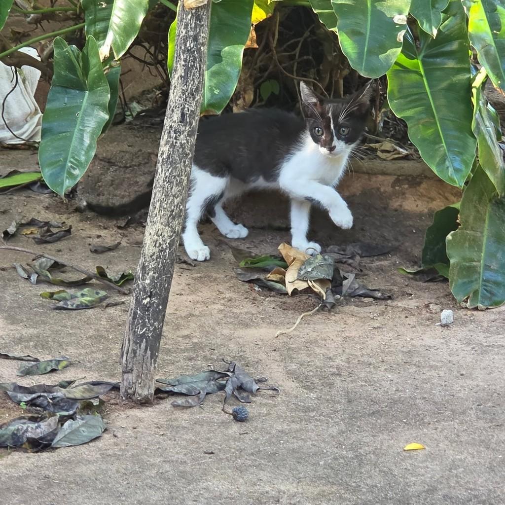 Dominike, gata de porte pequeno para adoção em Mirandópolis - SP