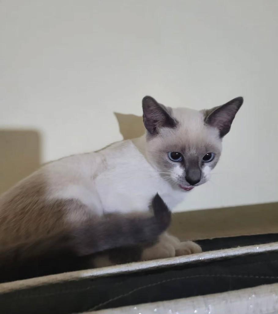 He, gato de porte pequeno para adoção em Mirandópolis - SP