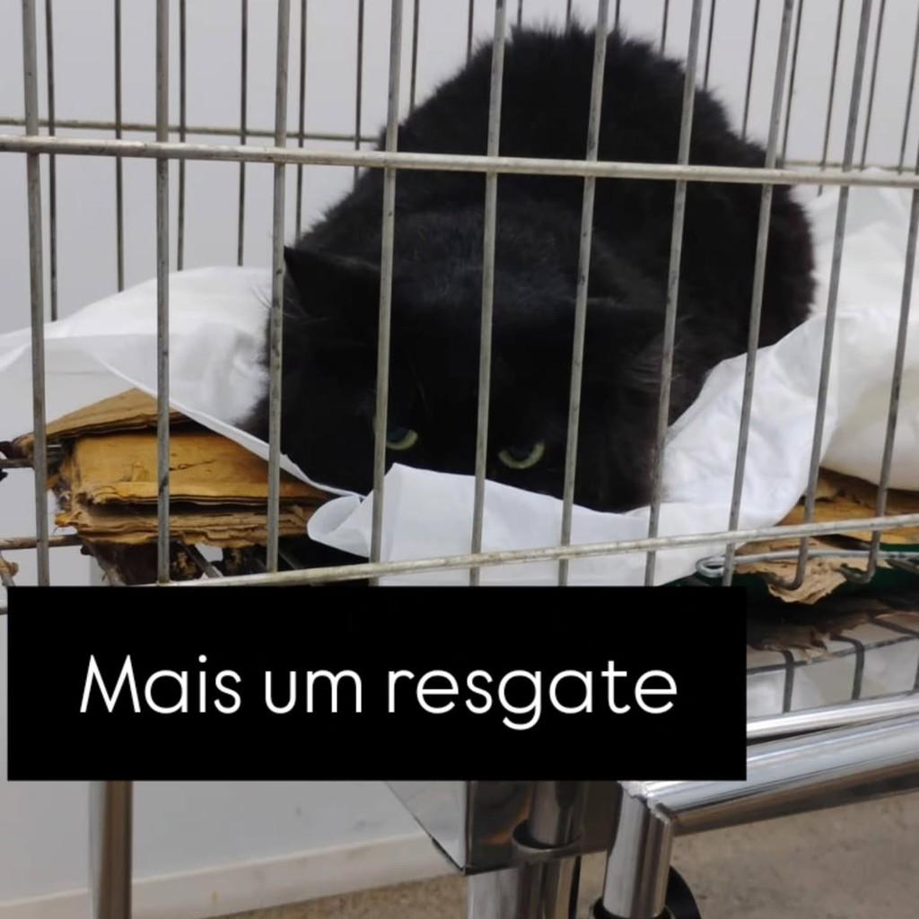 Charlotte, gato de porte médio para adoção em Mirandópolis - SP