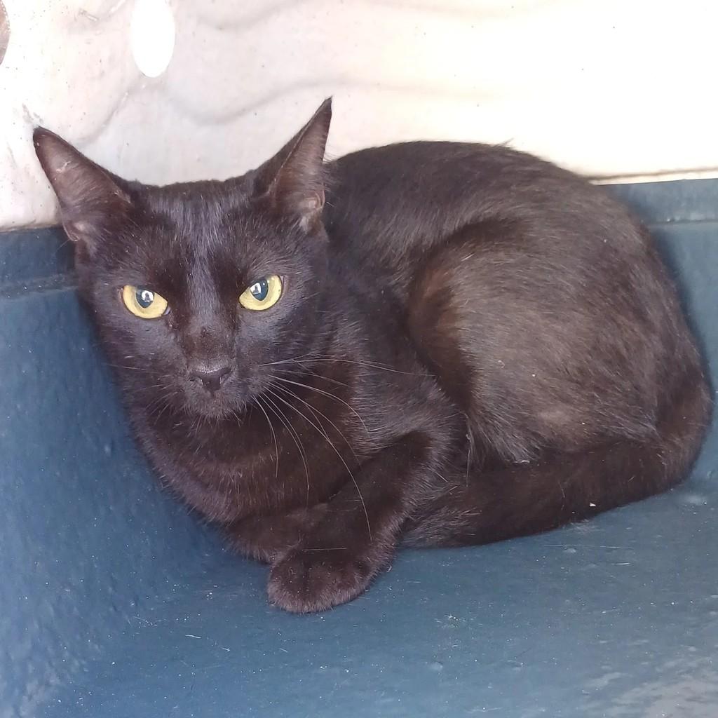Mônica, gata de porte pequeno para adoção em Vila Velha - ES