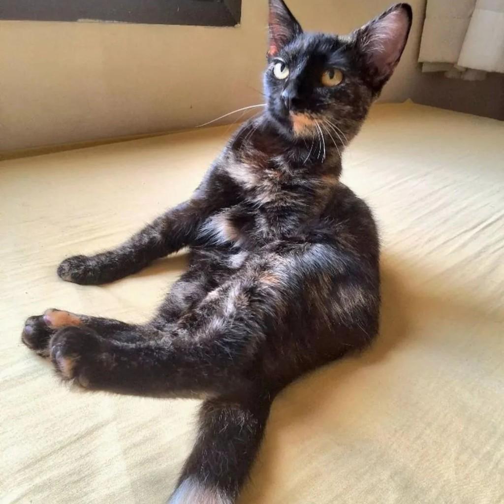 Princesinha, gato de porte pequeno para adoção em Vila Velha - ES