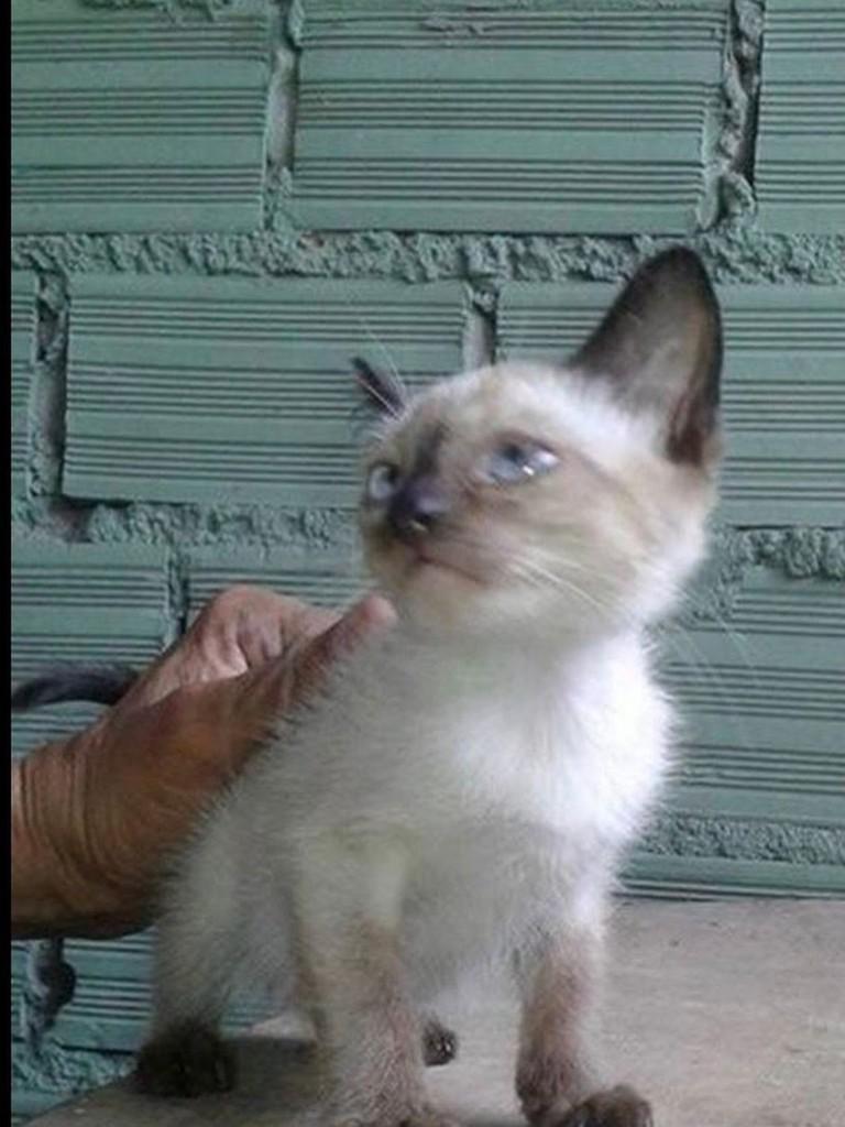 Metiço siamês, gato de porte pequeno para adoção em Itu - SP