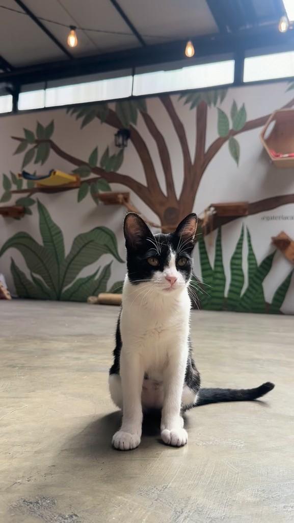 Beatriz Ferreira, gata de porte pequeno para adoção em São Paulo - SP