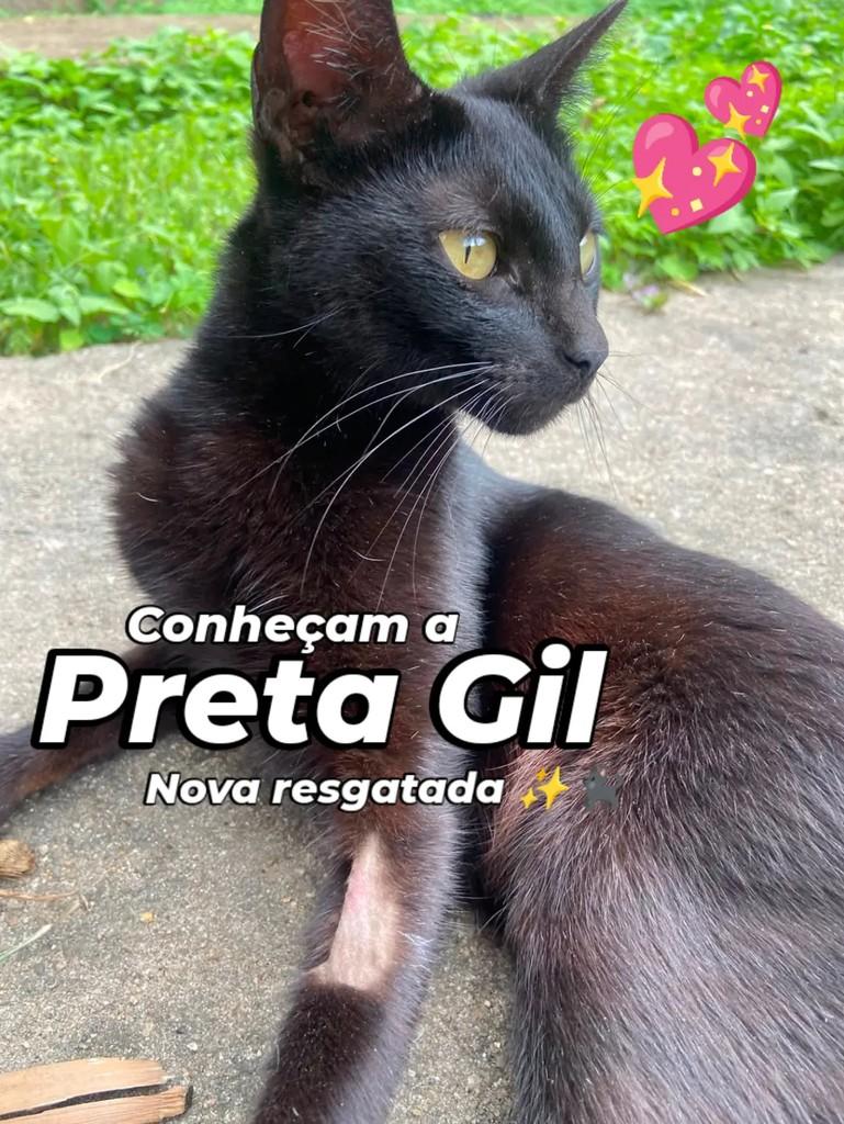 Preta Gil, gata de porte pequeno para adoção em Caraguatatuba - SP