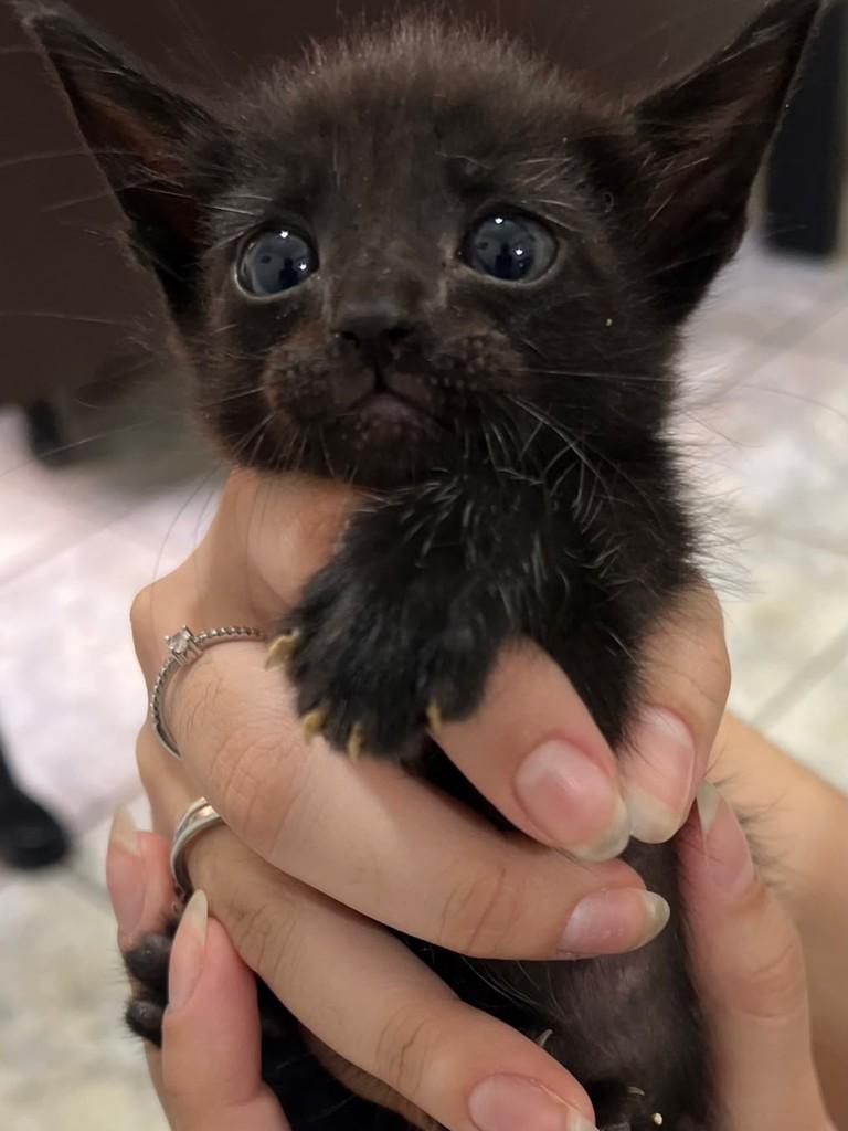 Sela, gato para adoção em Catanduva - SP