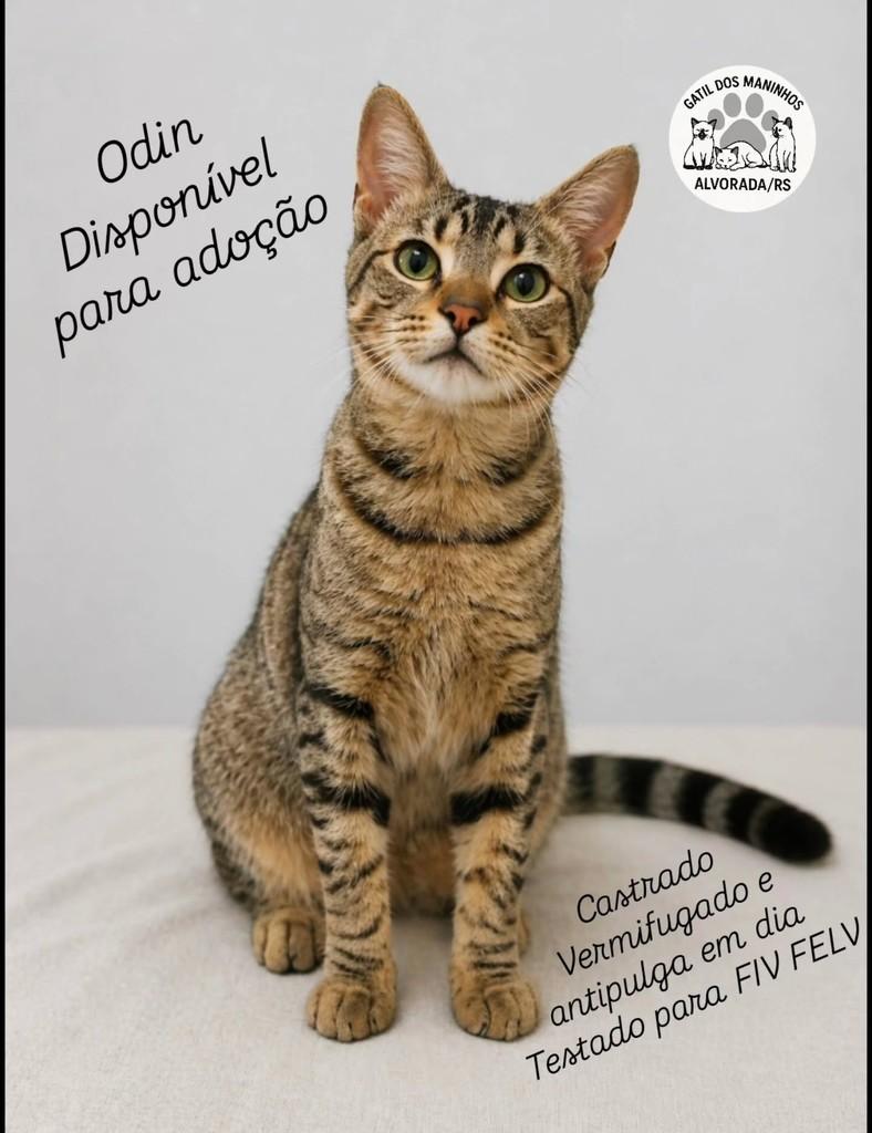 Odin, gato de porte pequeno para adoção em Alvorada - RS