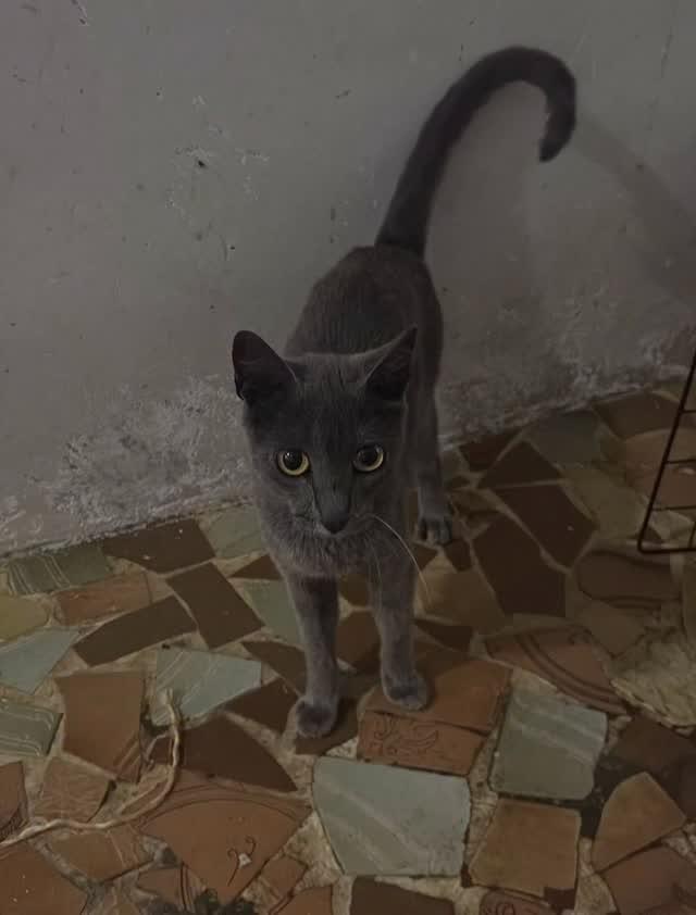 Linda, gata de porte pequeno para adoção em Mesquita - RJ