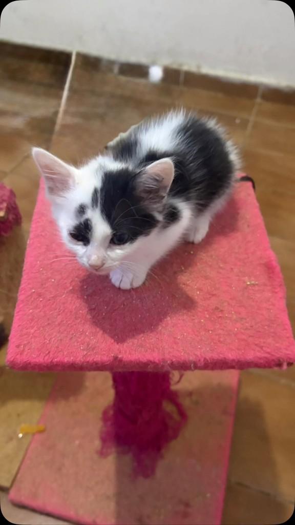 Filhotiha, gata de porte pequeno para adoção em Mesquita - RJ