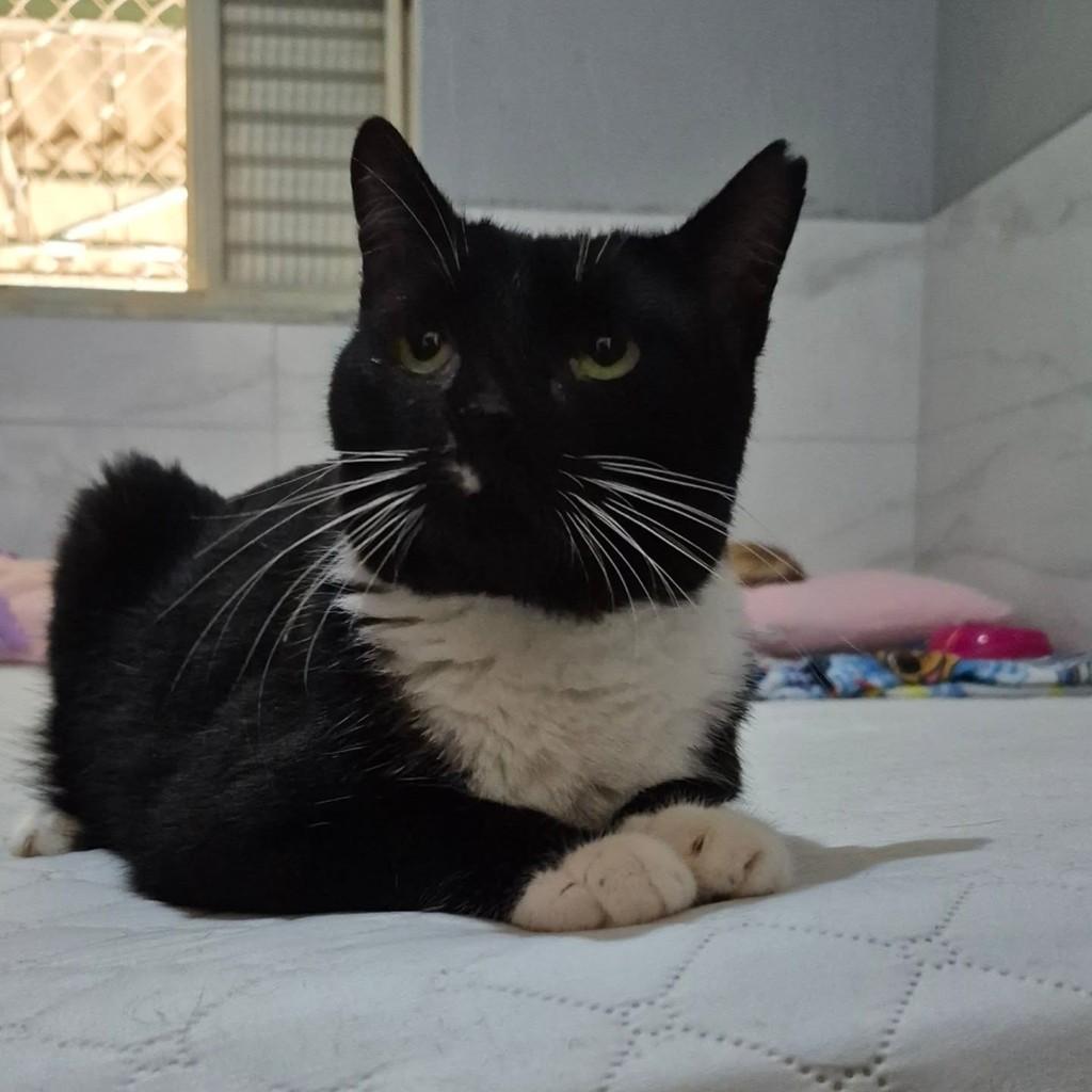 Estrela, gato de porte médio para adoção em Brasília - DF