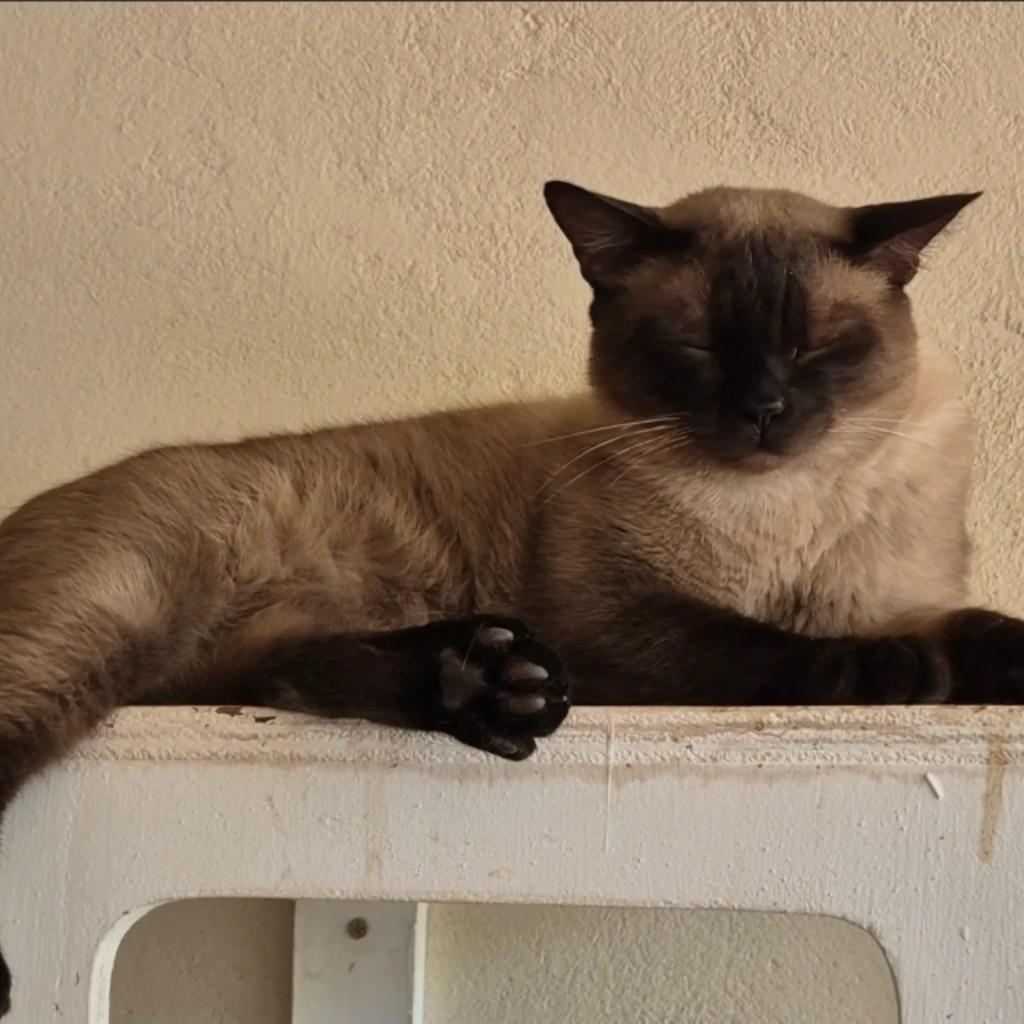 Zuzu, gato para adoção em Brasília - DF