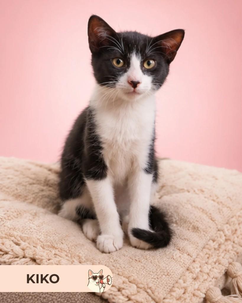 Kiko, gato de porte pequeno para adoção em Brasília - DF