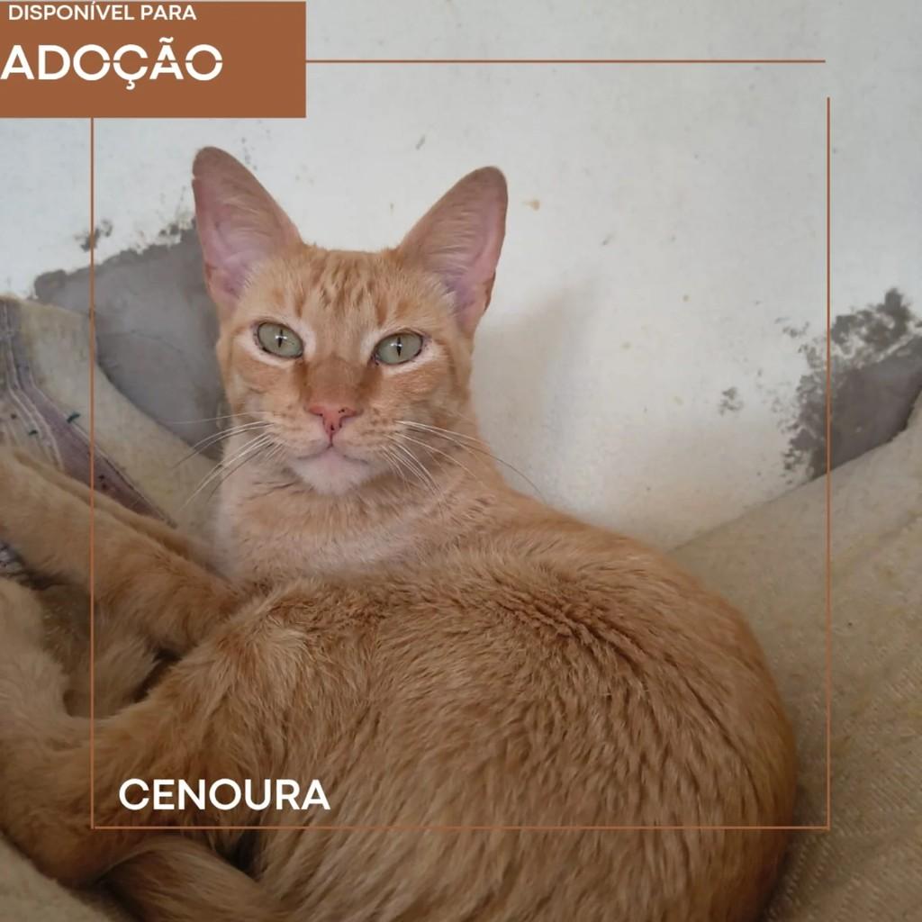 Cenoura, gato para adoção em Brasília - DF