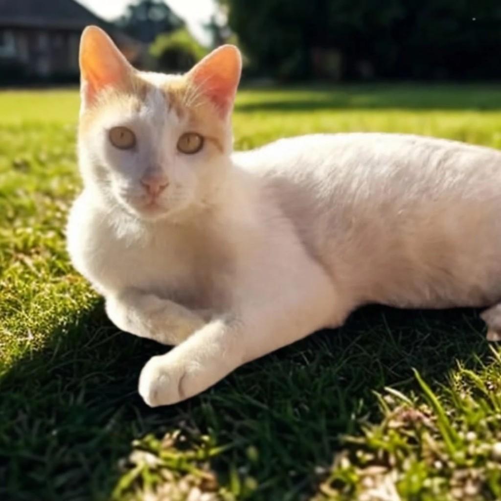 Hércules, gato de porte médio para adoção em Brasília - DF