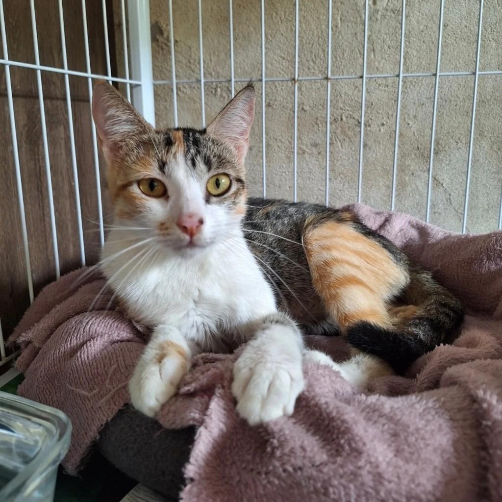 Elisa, gata para adoção em Brasília - DF