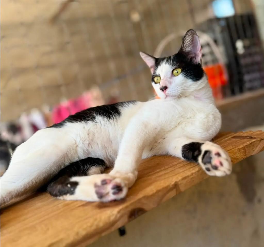 Brad, gato de porte médio para adoção em Brasília - DF