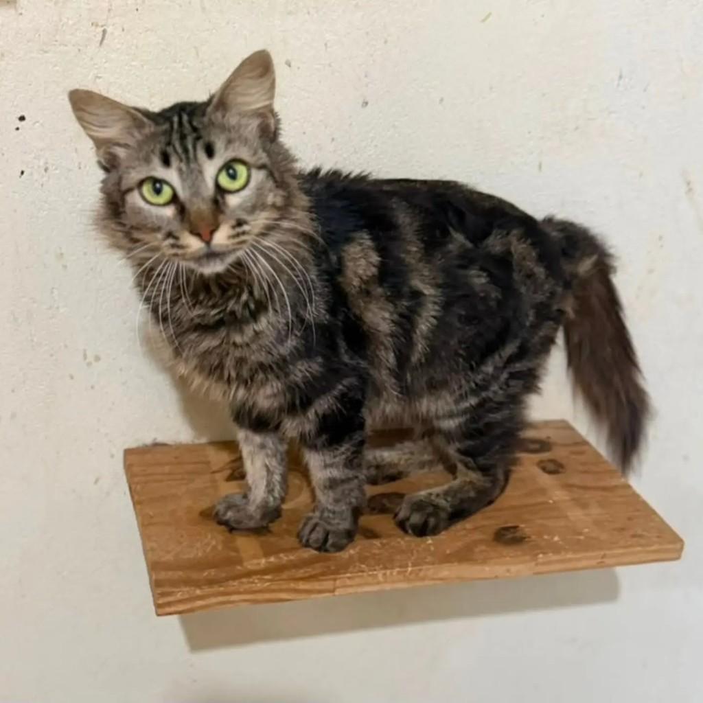 Aurora, gata de porte pequeno para adoção em Brasília - DF