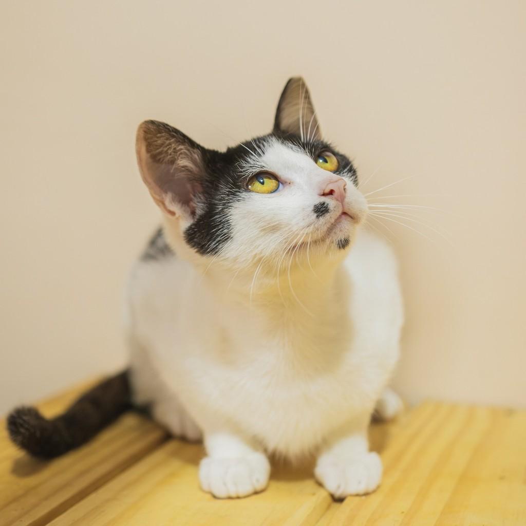 Charlinho, gato de porte pequeno para adoção em Sombrio - SC
