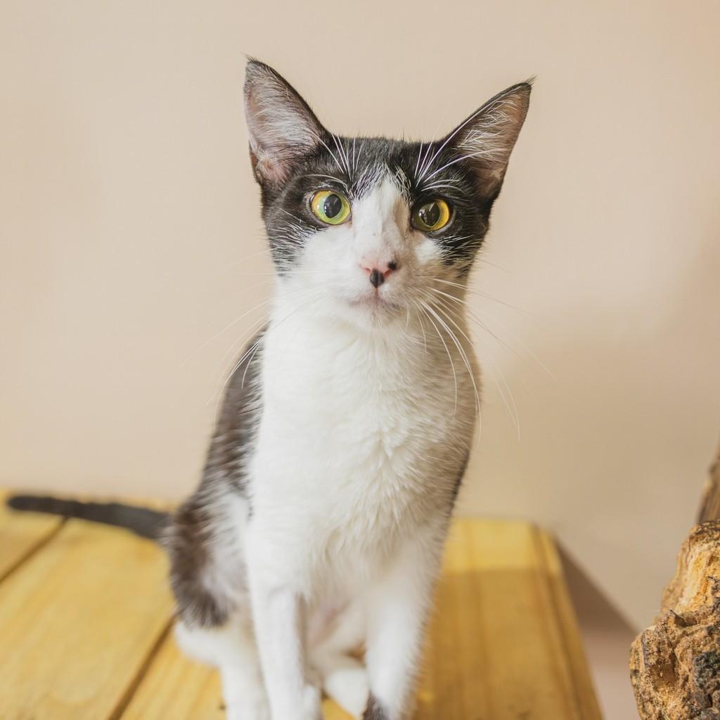 Sushi, gato para adoção em Sombrio - SC