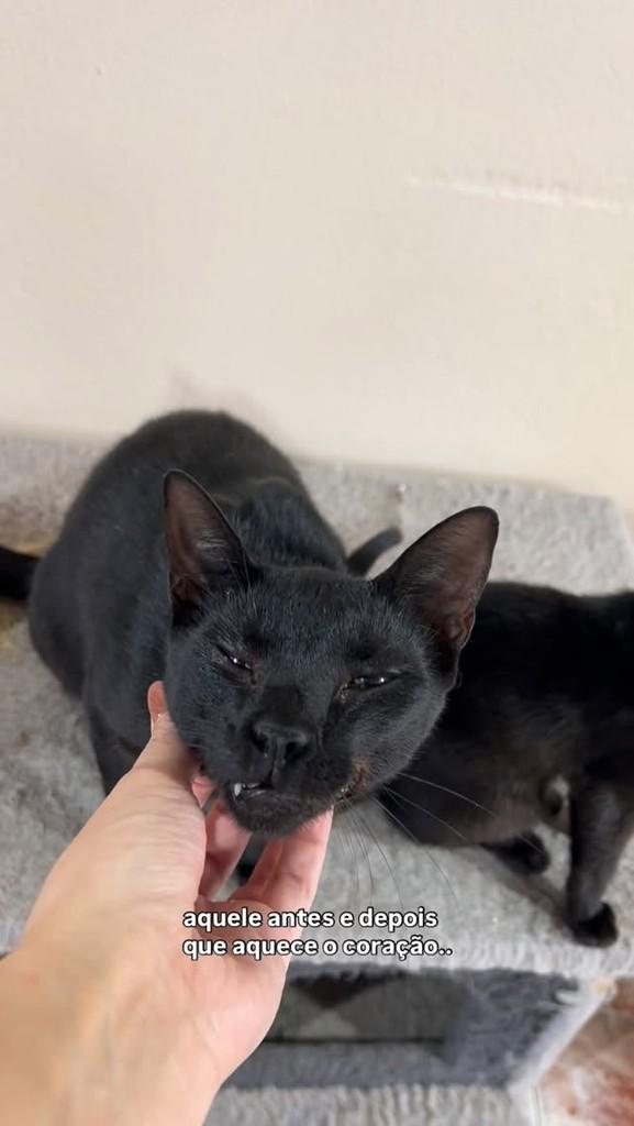 SorrisO, gato para adoção em Sombrio - SC