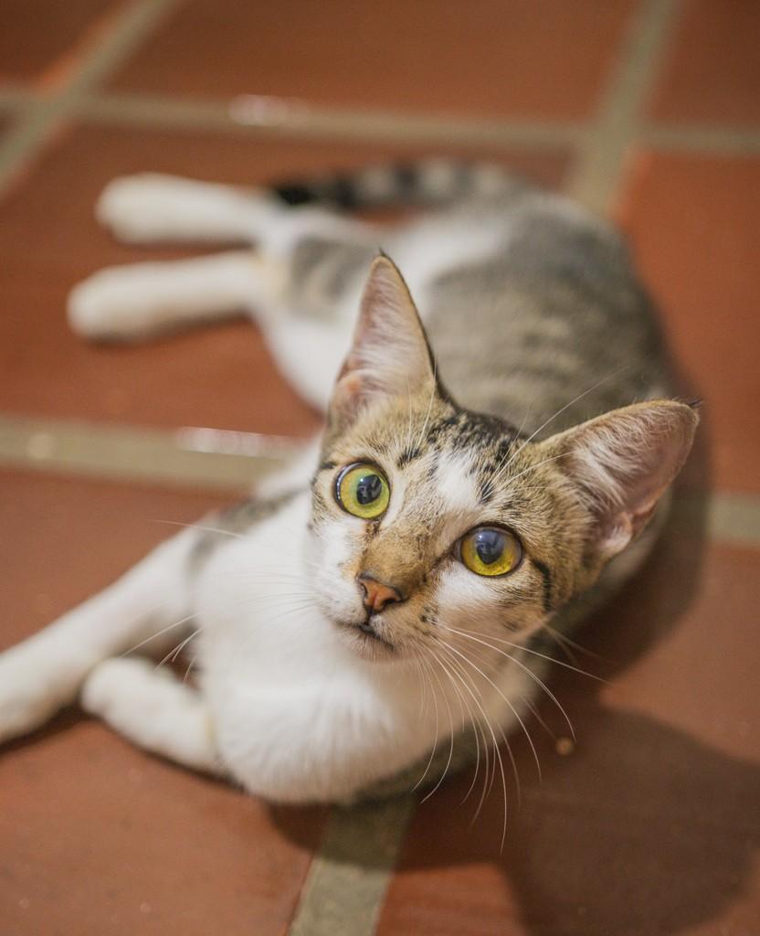 Sashimi, gato de porte pequeno para adoção em Sombrio - SC