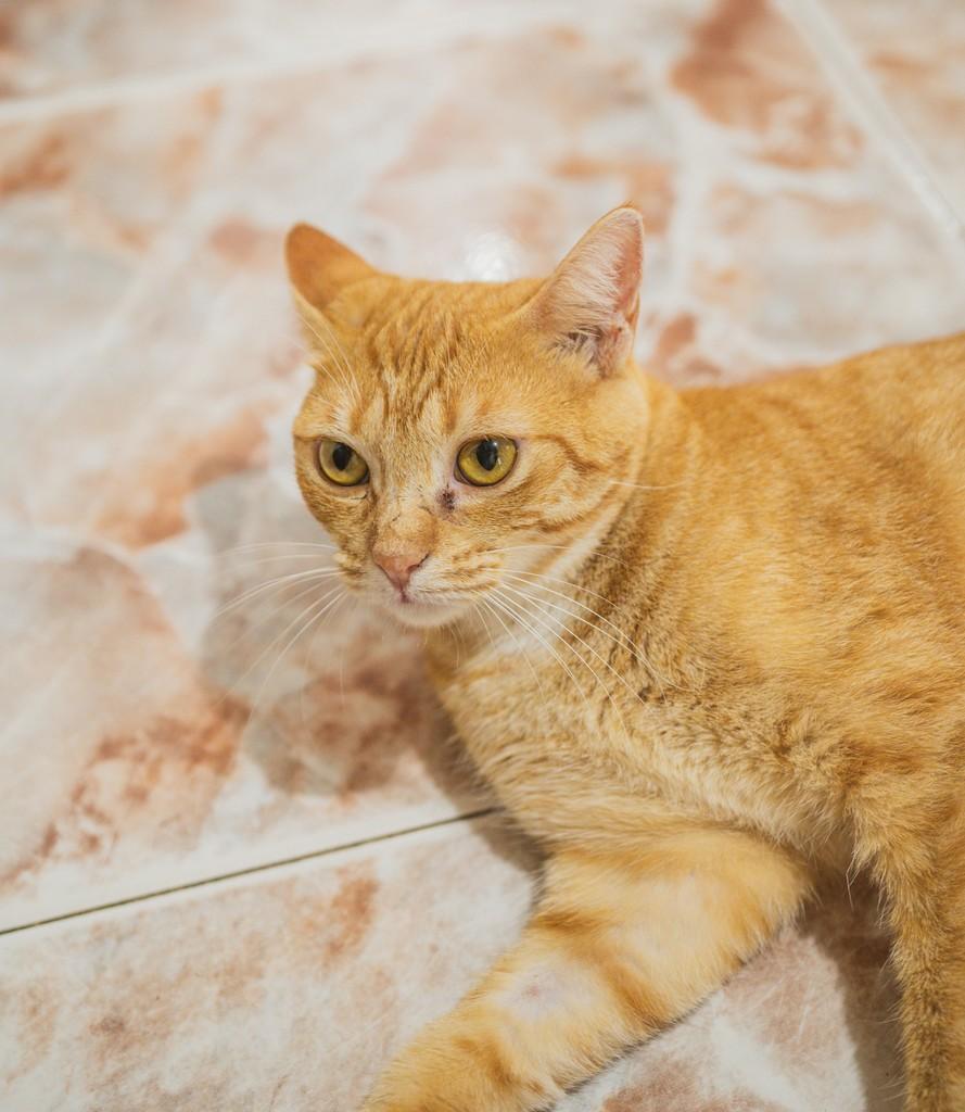 Tangerina, gato de porte médio para adoção em Sombrio - SC