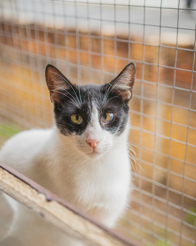 Oreo, gato para adoção em Sombrio - SC