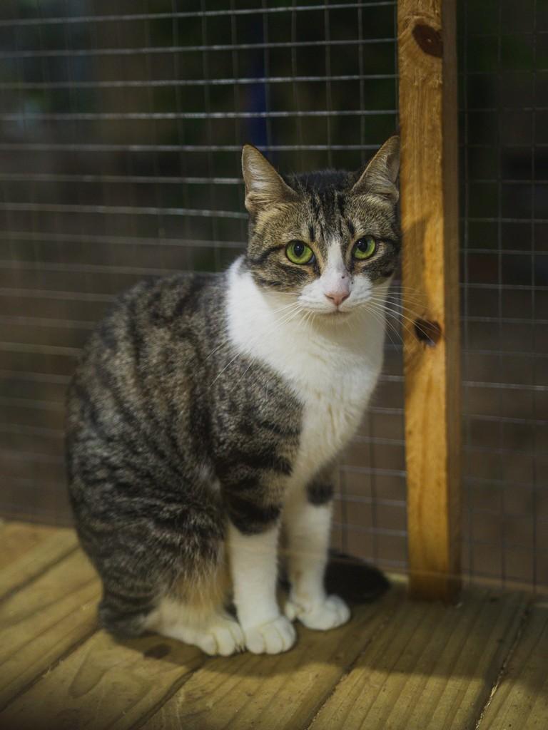 Íris, gato de porte pequeno para adoção em Sombrio - SC