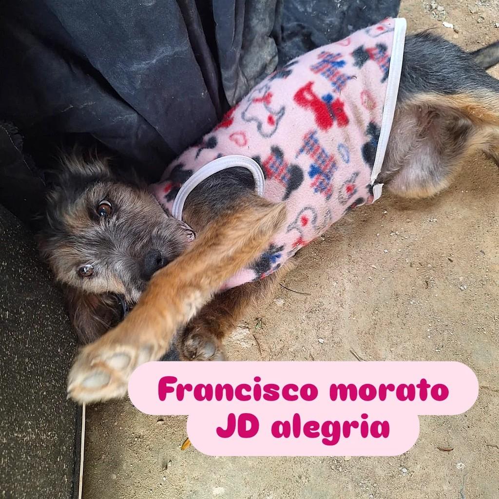 Cachorrinha, cadela de porte pequeno para adoção em Francisco Morato - SP