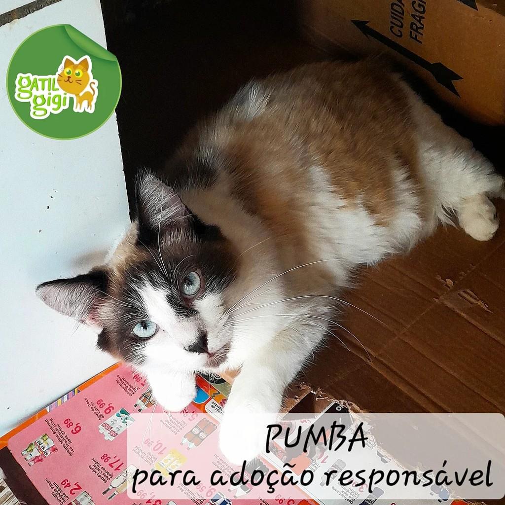 Pumba, gato para adoção em Caieiras - SP