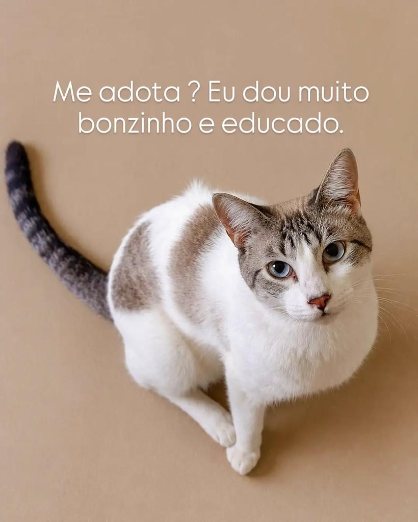 Simba, gato de porte médio para adoção em Caieiras - SP