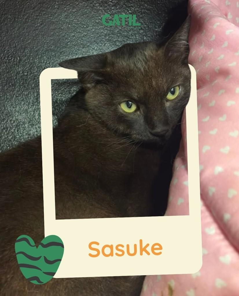 Sasuke, gato para adoção em Salvador - BA