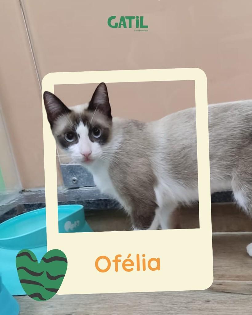 Ofélia, gata para adoção em Salvador - BA