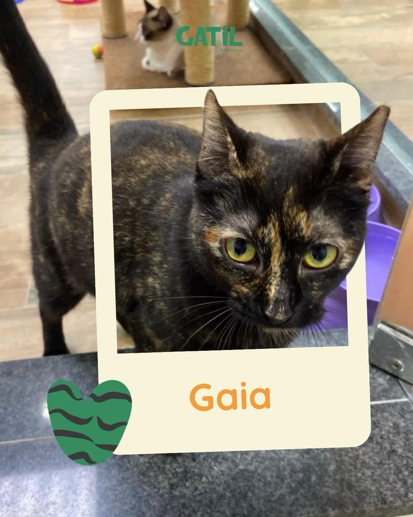 Gaia, gata para adoção em Salvador - BA